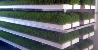 hydroponic fodder system