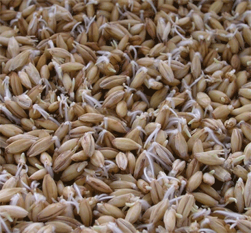 sprouted barley seeds