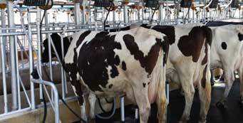 cows in milking stalls