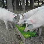 Pigs eating sprouted fodder